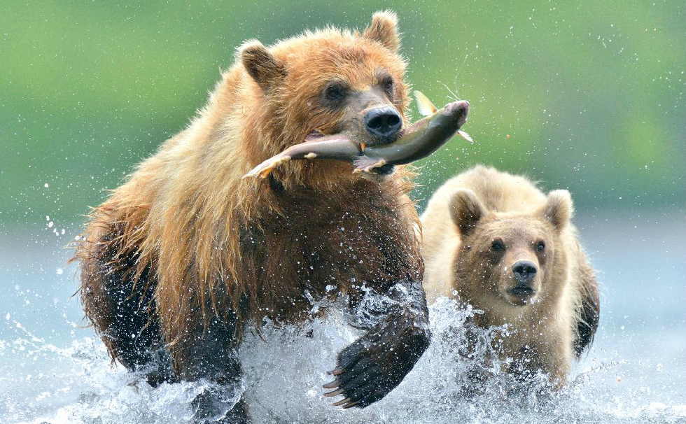 棕熊捕捉大马哈鱼的精彩画面津津有味的吃起自己的美味大餐