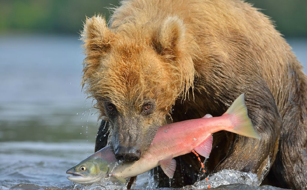 棕熊捕捉大马哈鱼的精彩画面津津有味的吃起自己的美味大餐