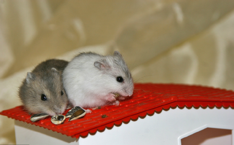 银狐仓鼠的习性银狐仓鼠是夜行性动物