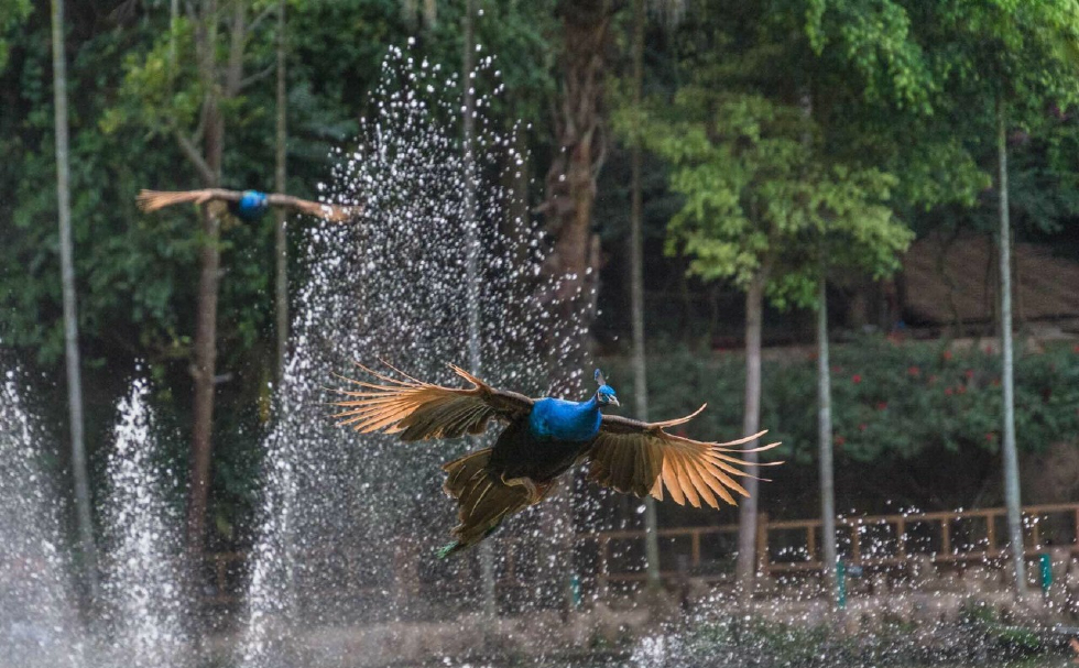 西双版纳原始森林公园里的孔雀放飞