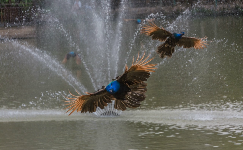 西双版纳原始森林公园里的孔雀放飞