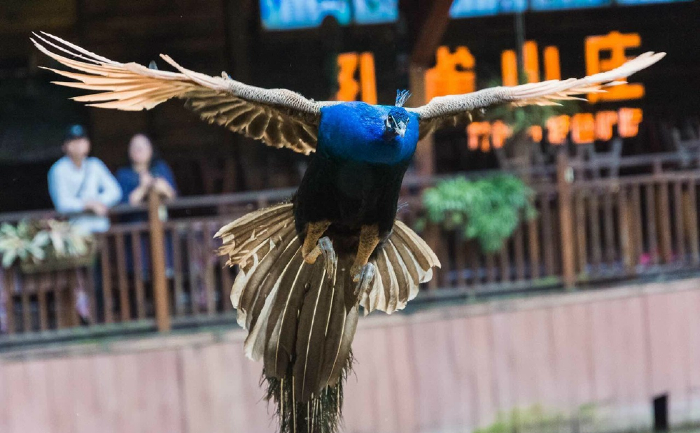 西双版纳原始森林公园里的孔雀放飞