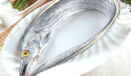 为什么很难见到活带鱼,带鱼竟然出水自曝|带鱼|深海鱼|淡水鱼类_新浪