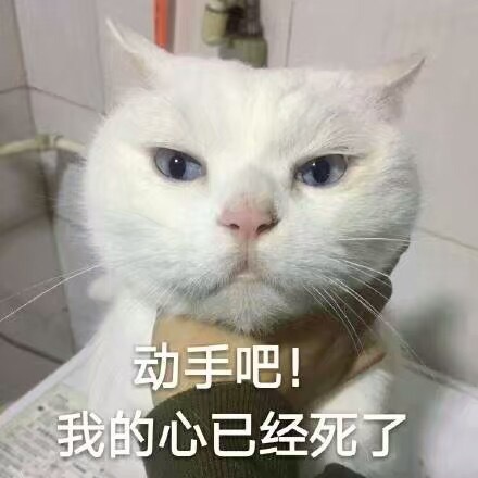 一组萌萌的猫咪表情包  点赞吸猫