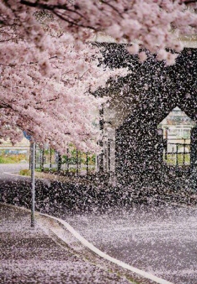风定落花深,帘外拥红堆雪.