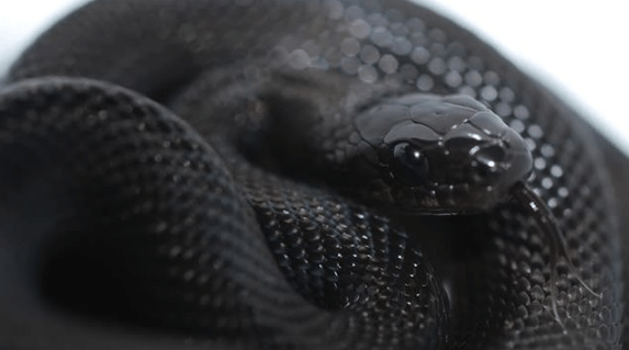 它本身无毒,但对蛇类的剧毒几乎免疫,主要以其它蛇类特别是毒蛇为食