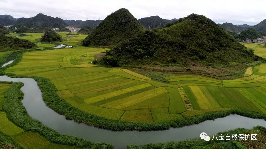 美爆了!广南的八宝贡米核心区风光!