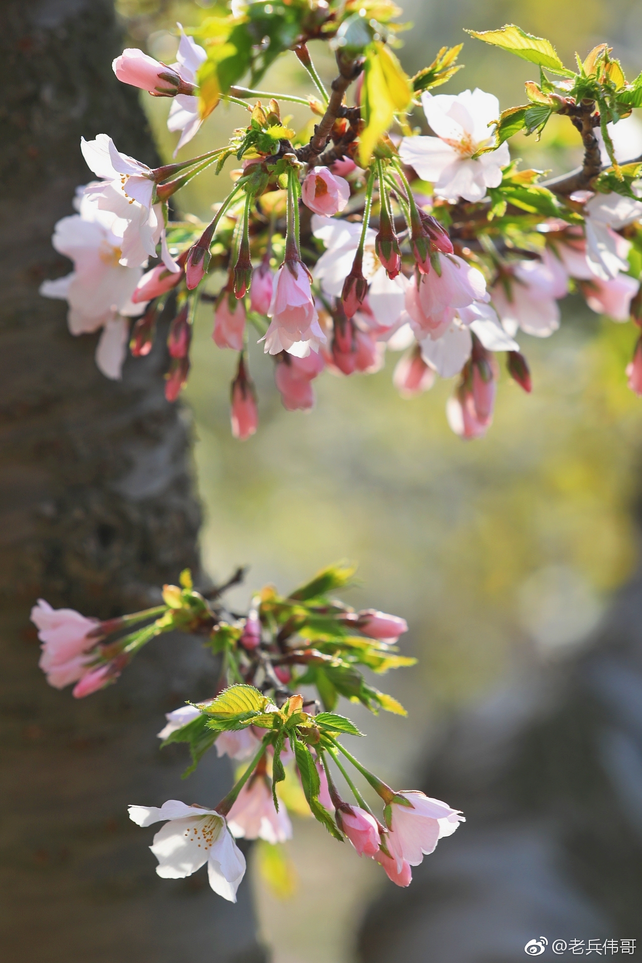这是在旅顺203樱花樱花园里遇见的一种单瓣樱花
