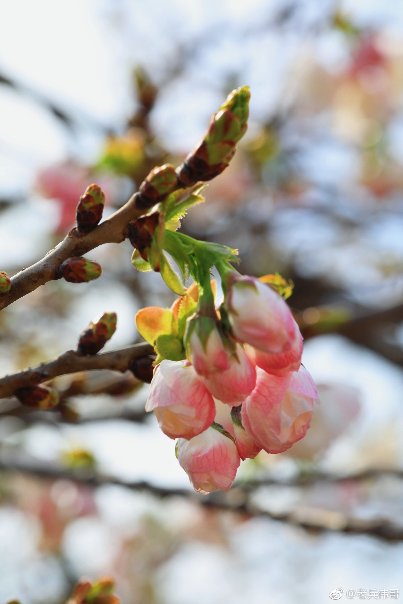旅顺樱花季实时花情播报|旅顺|樱花园|花苞_新浪新闻