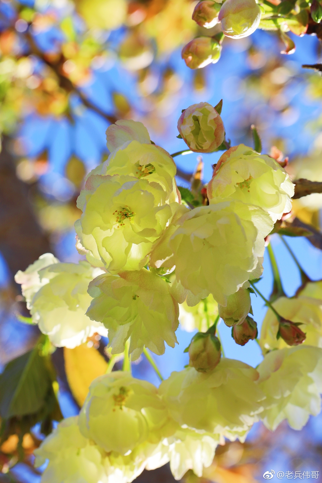 遇见大连61绿樱花绽放