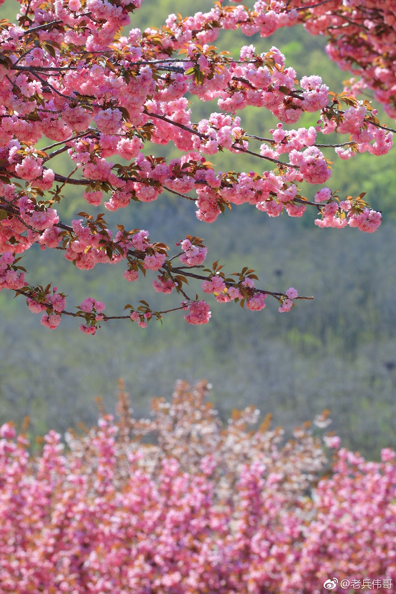 遇见大连61粉色世界|旅顺口|樱花园|立夏_新浪新闻