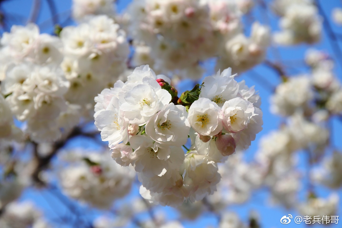 在旅顺203樱花园入口处有一株叫太白的樱花极其名贵