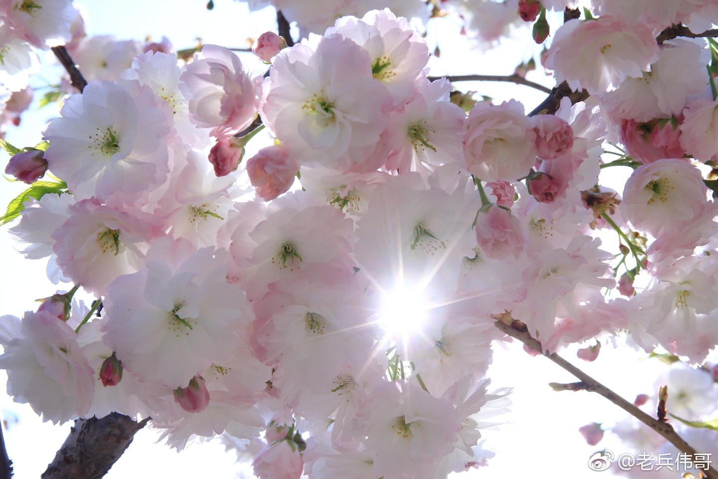 这种樱花来自四月底的旅顺203樱花园，叫松月樱|樱花园|樱花|松月_新浪新闻