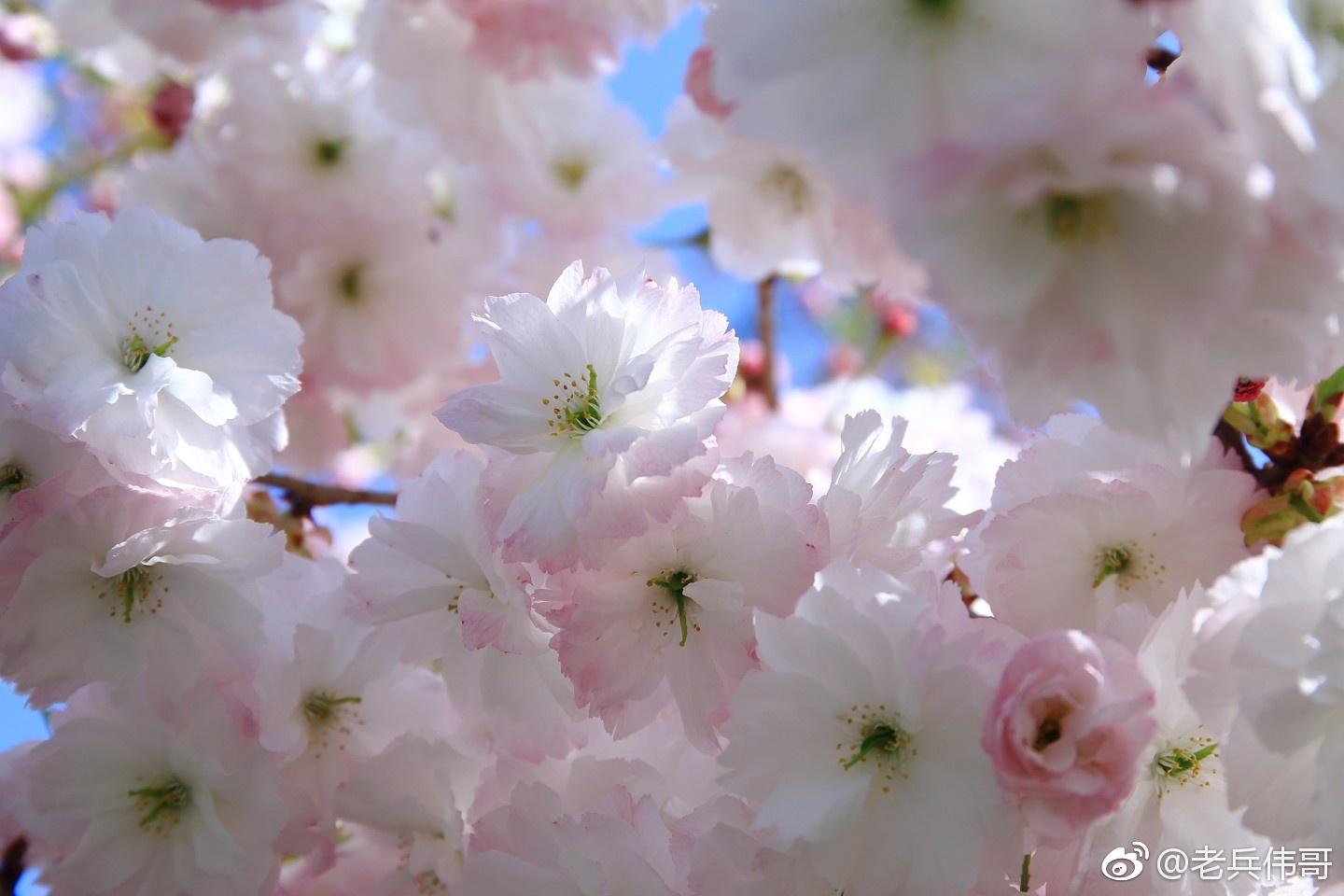 这种樱花来自四月底的旅顺203樱花园叫松月樱
