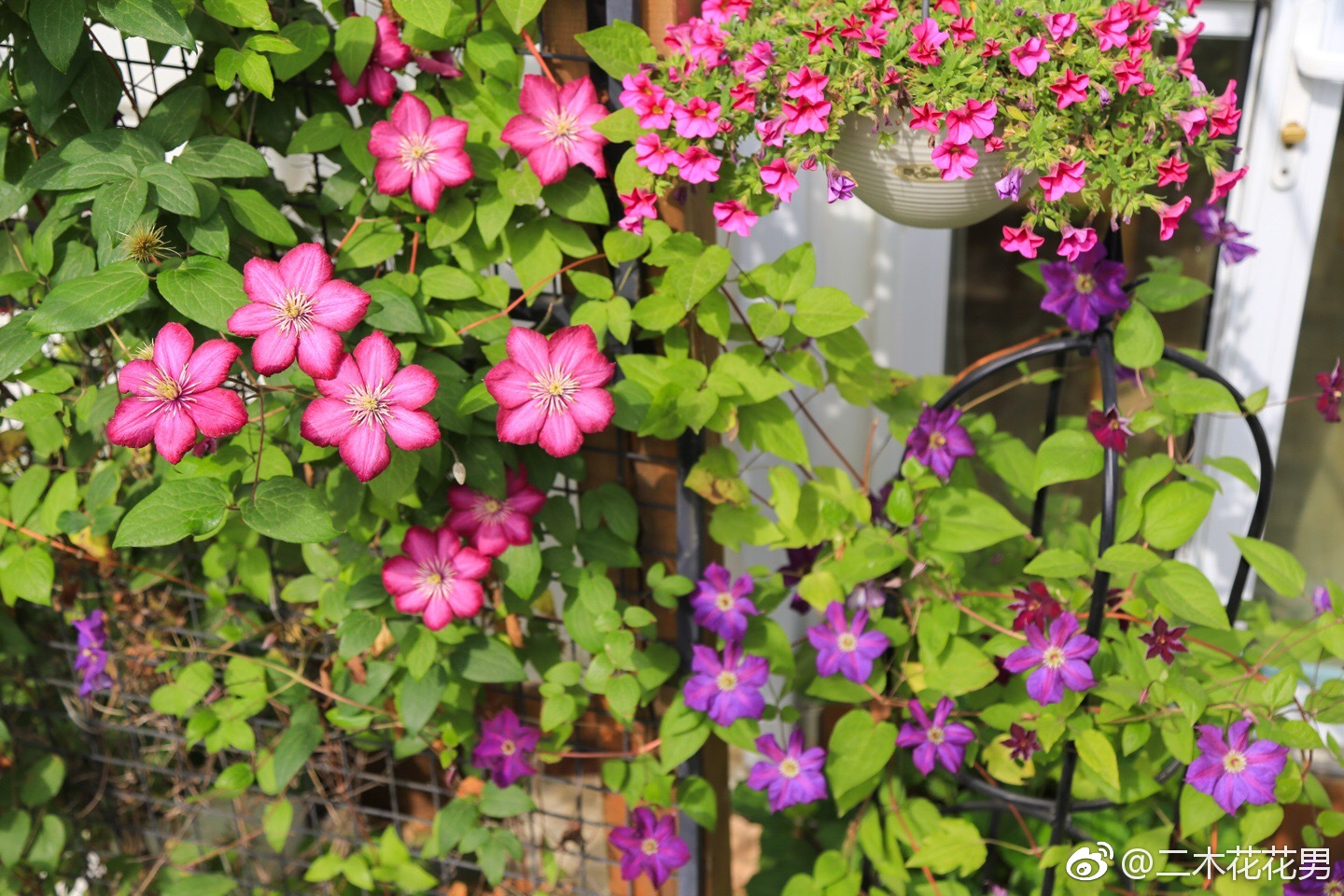 花园里必不可少的植物,铁线莲.病虫害很少,只是生长需要时间周期