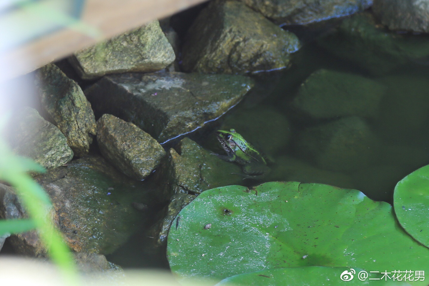 去年抓回池塘的小青蛙好像定居了,早上起来数了一圈发现6只