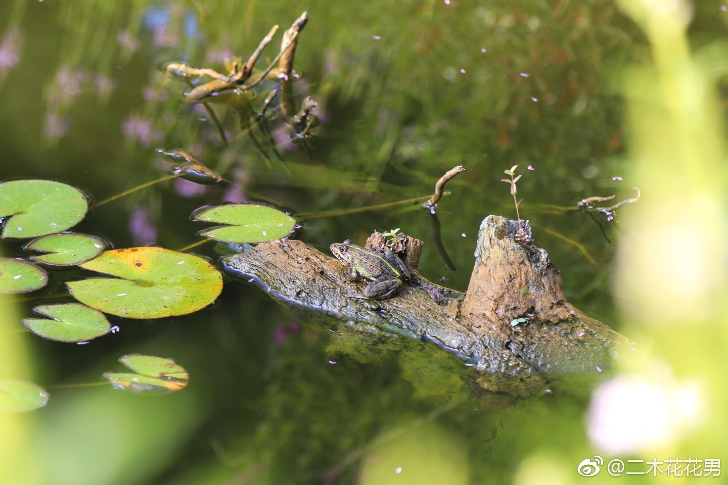 去年抓回池塘的小青蛙好像定居了,早上起来数了一圈发现6只