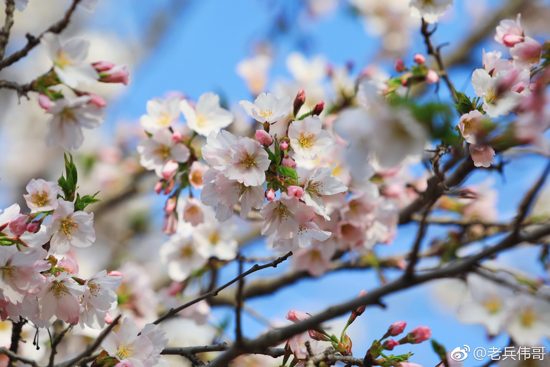 这是在旅顺203樱花樱花园里遇见的一种单瓣樱花