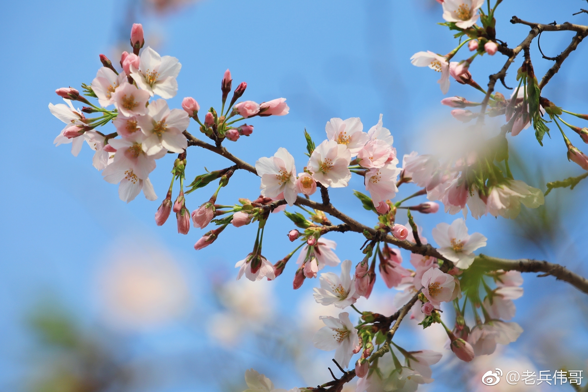 这是在旅顺203樱花樱花园里遇见的一种单瓣樱花