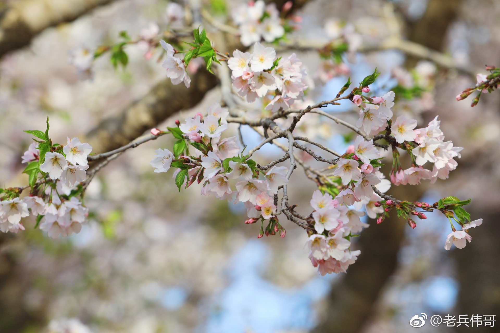这是在旅顺203樱花樱花园里遇见的一种单瓣樱花