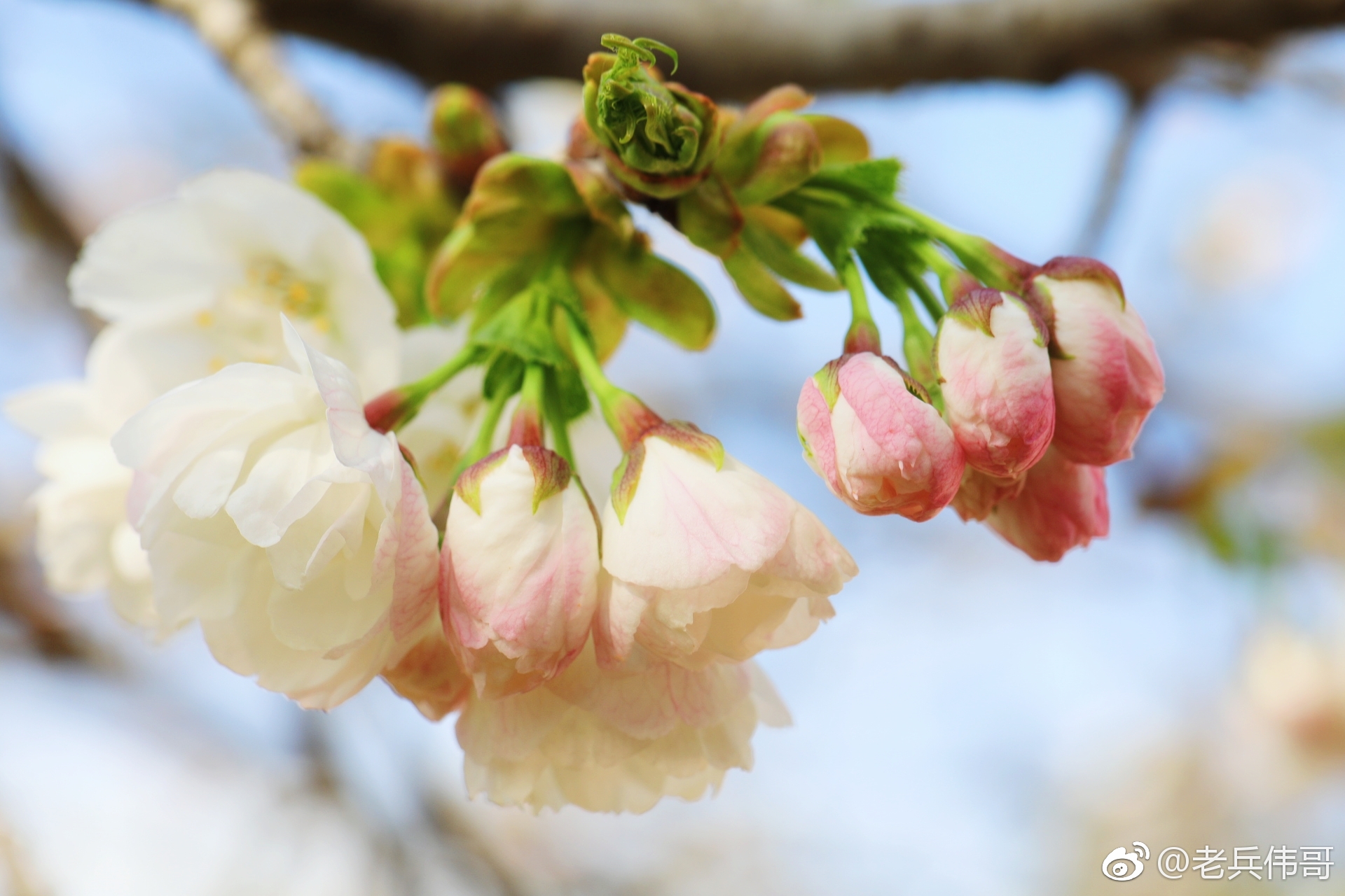 旅顺樱花季实时花情播报|旅顺|樱花园|花苞_新浪新闻