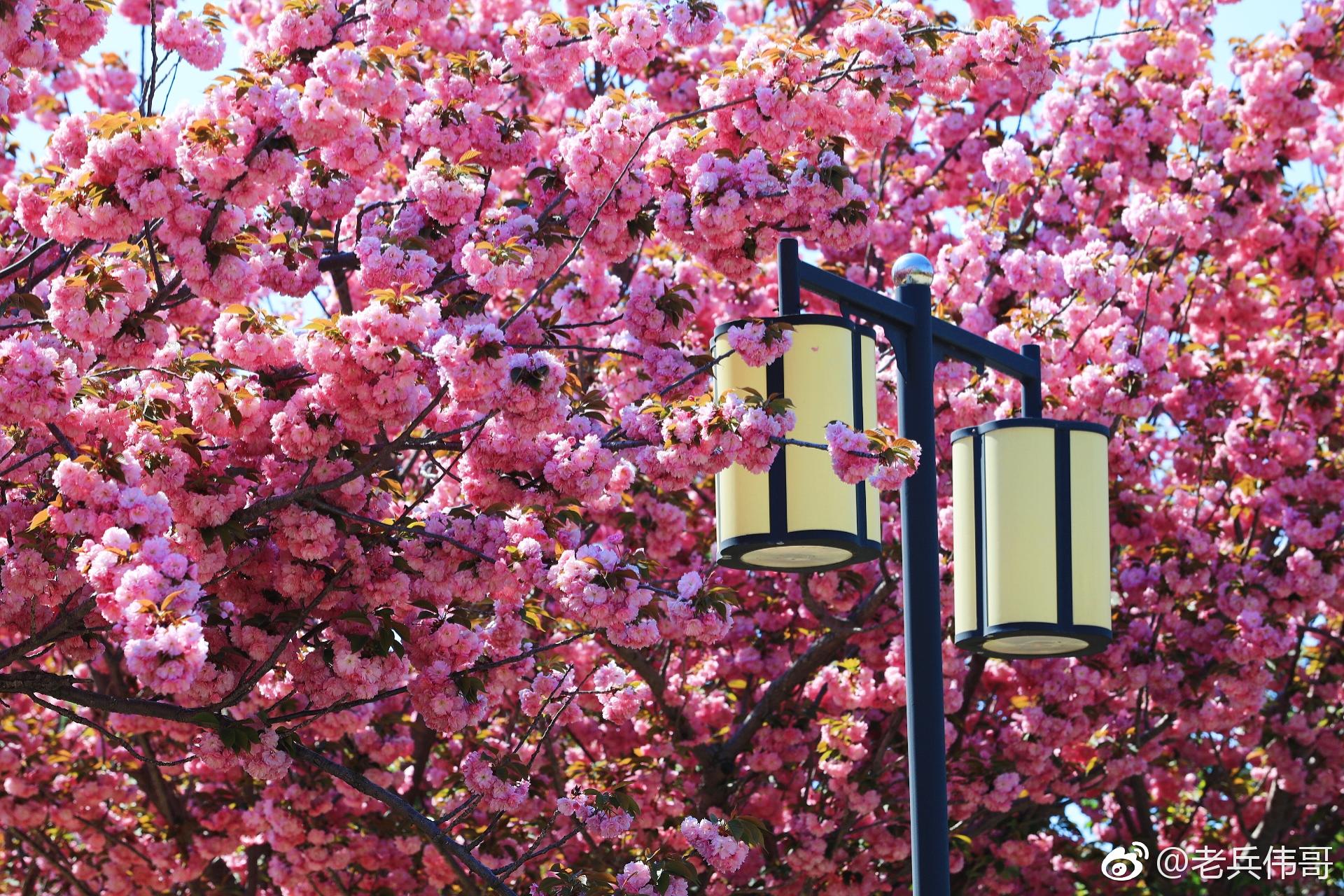 遇见大连61粉色世界|旅顺口|樱花园|立夏_新浪新闻