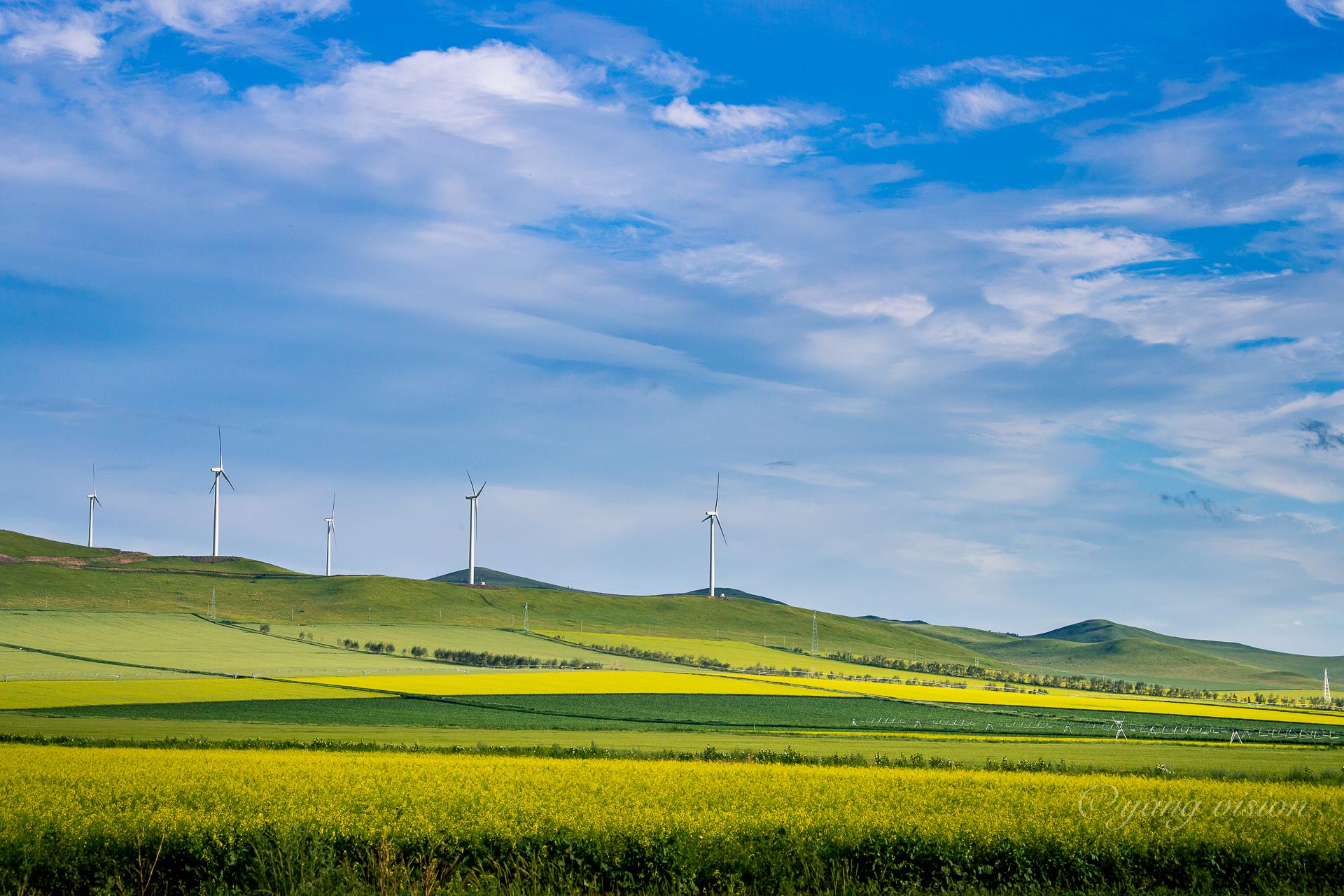 草原上的油菜花