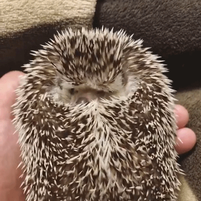 早安,各位,我卖的了萌,犯的了二,每天还要和主银互动