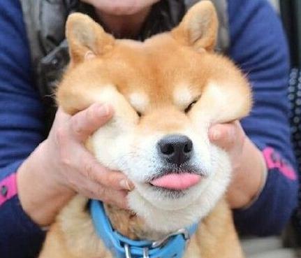 主人闲来无事就会揉自家的柴柴看这柴柴的表情就觉得被治愈了