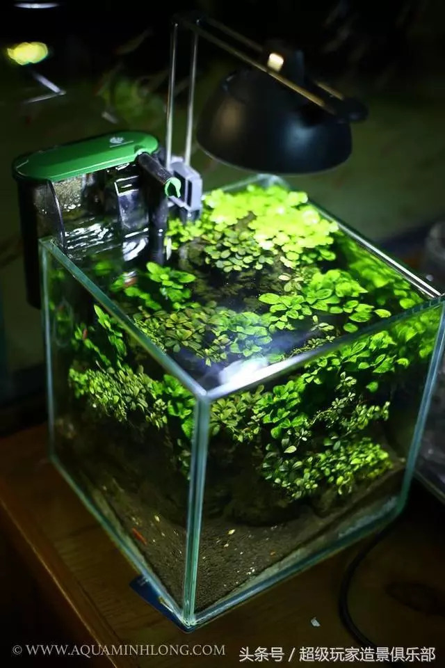 国外aqua minh long小缸造景