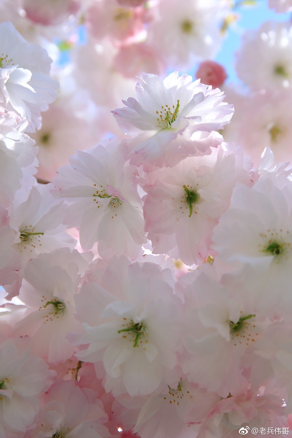 这种樱花来自四月底的旅顺203樱花园叫松月樱
