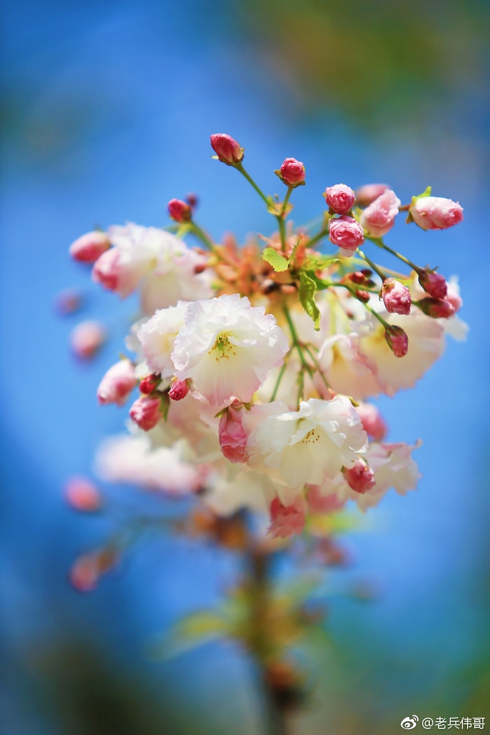 这种樱花来自四月底的旅顺203樱花园叫松月樱