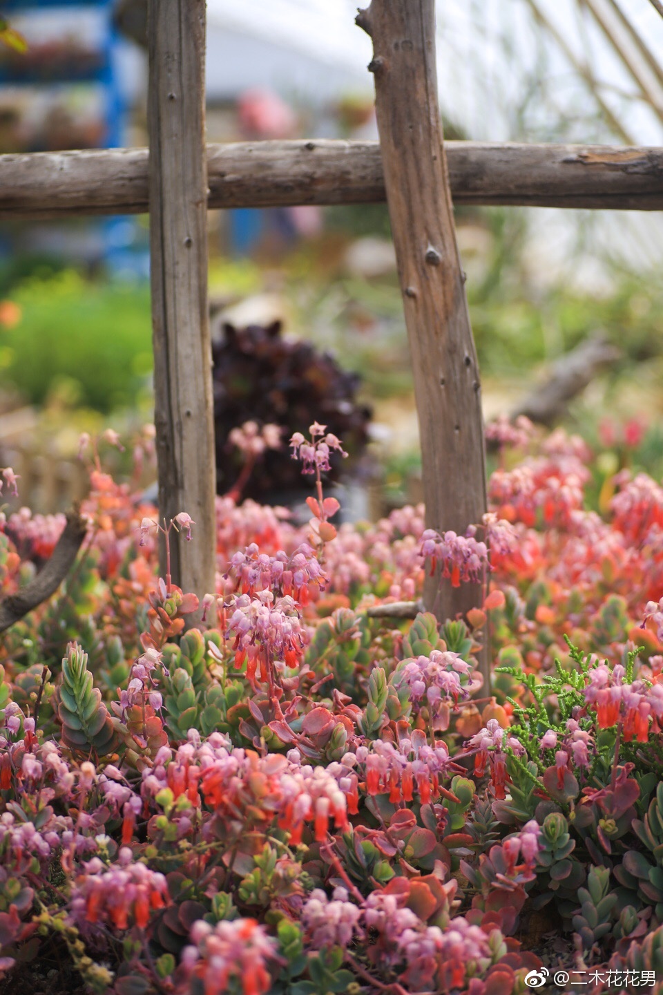 花园里的玉吊钟是介个样子,还敢养么