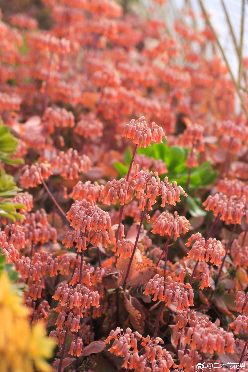 花园里的玉吊钟是介个样子,还敢养么