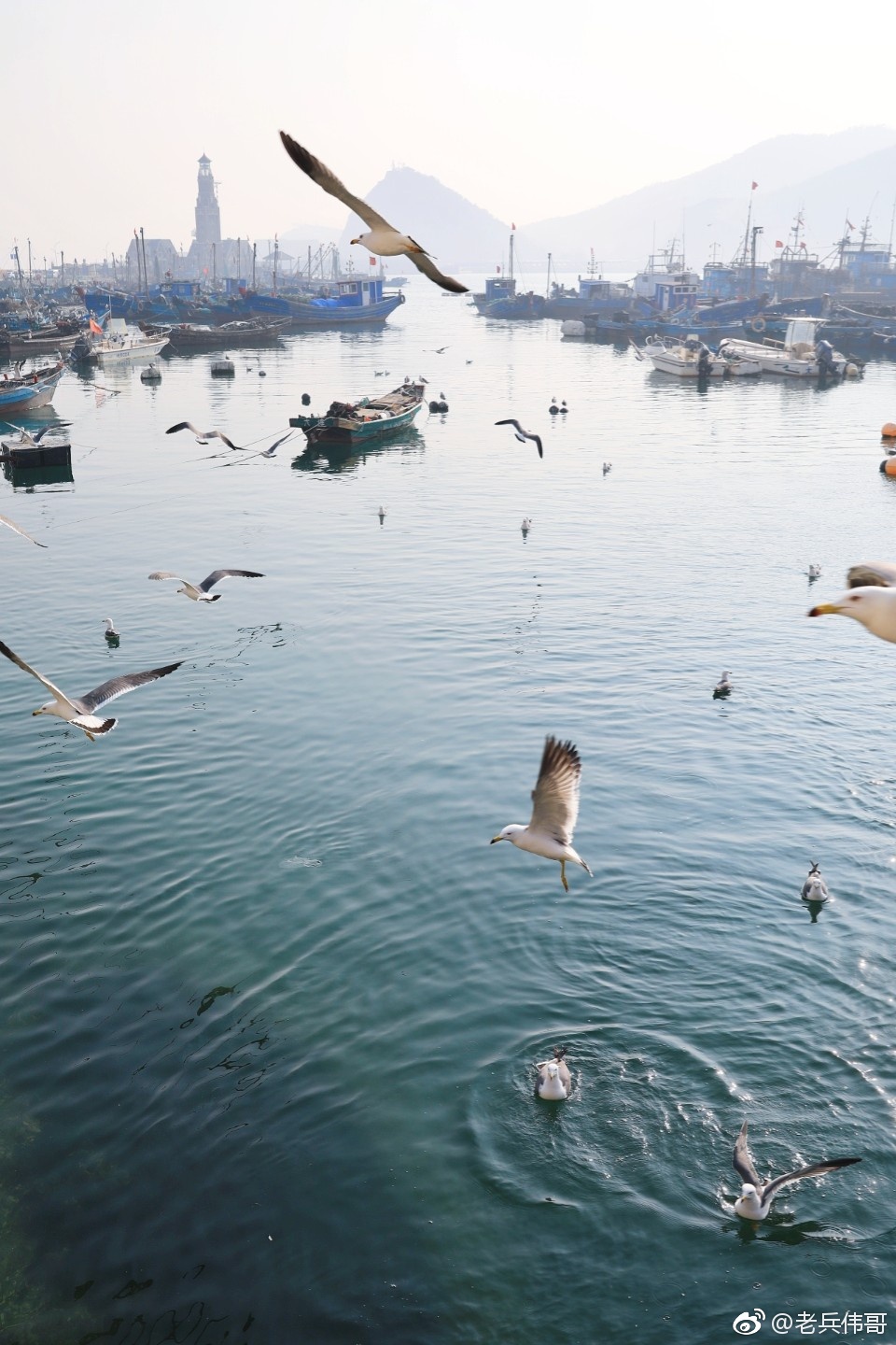 大连61渔人码头喂海鸥