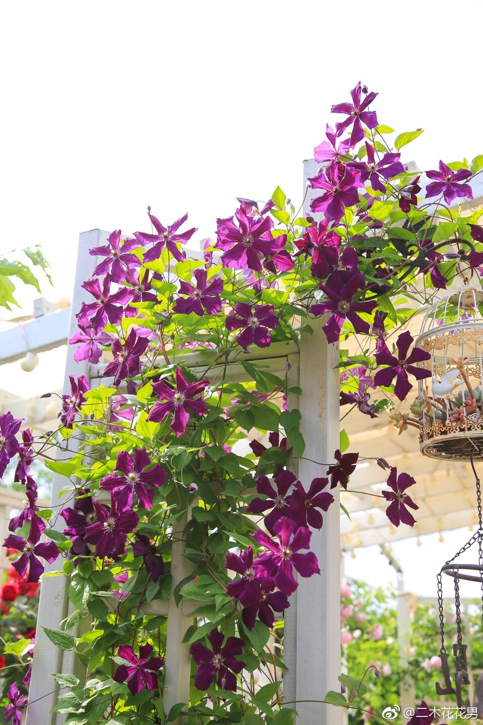 花园里必不可少的植物,铁线莲.病虫害很少,只是生长需要时间周期