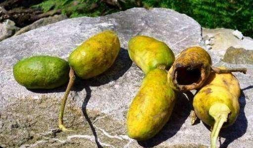 沉迷多年的烘焙君回来啦, 继续给大家分享美味的烘焙配方哦