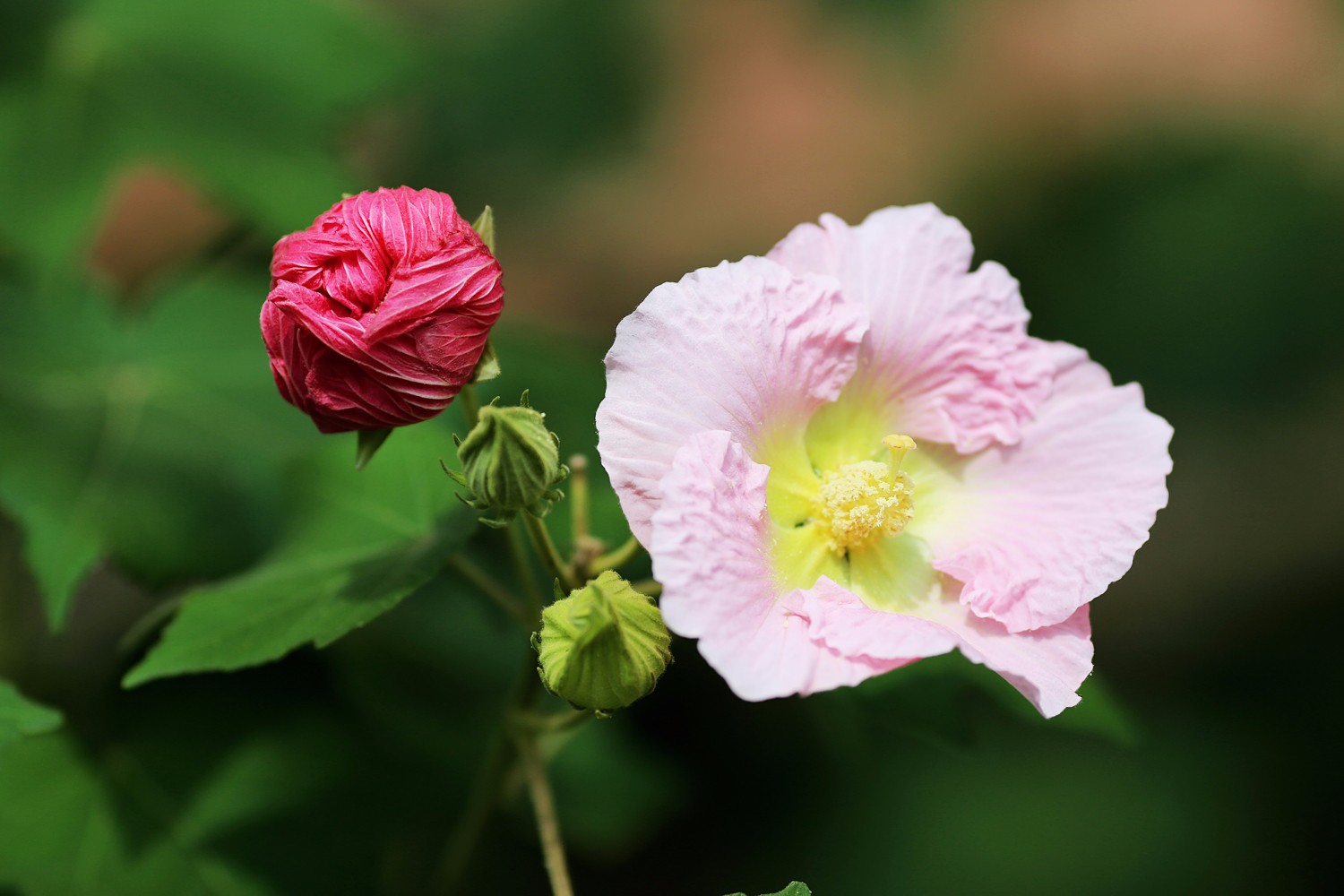 望江楼公园千株芙蓉花盛开 游客可赏"三醉芙蓉"美景