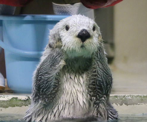 海獭真的是自带表情包的生物每一个眼神动作都是戏