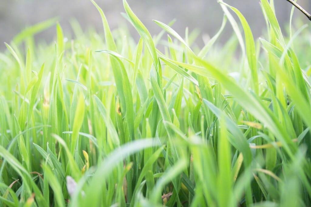 一叶草是一个生命,它不卑不亢,风来而动,风挺而静