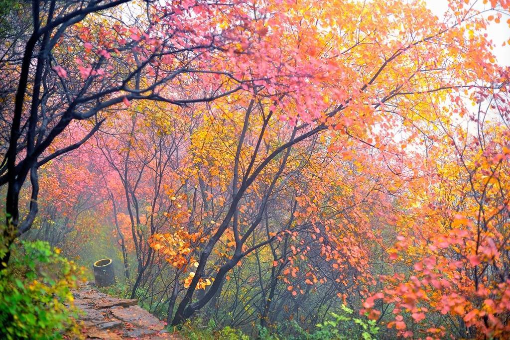 槲叶落山路，枳花明驿墙。|叶落|山路_新浪新闻