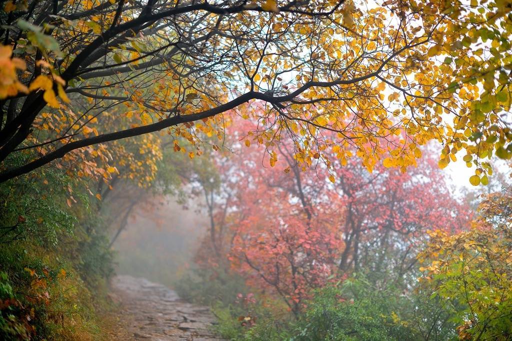 槲叶落山路，枳花明驿墙。|叶落|山路_新浪新闻