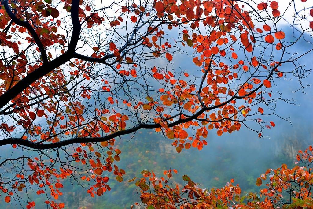 槲叶落山路，枳花明驿墙。|叶落|山路_新浪新闻