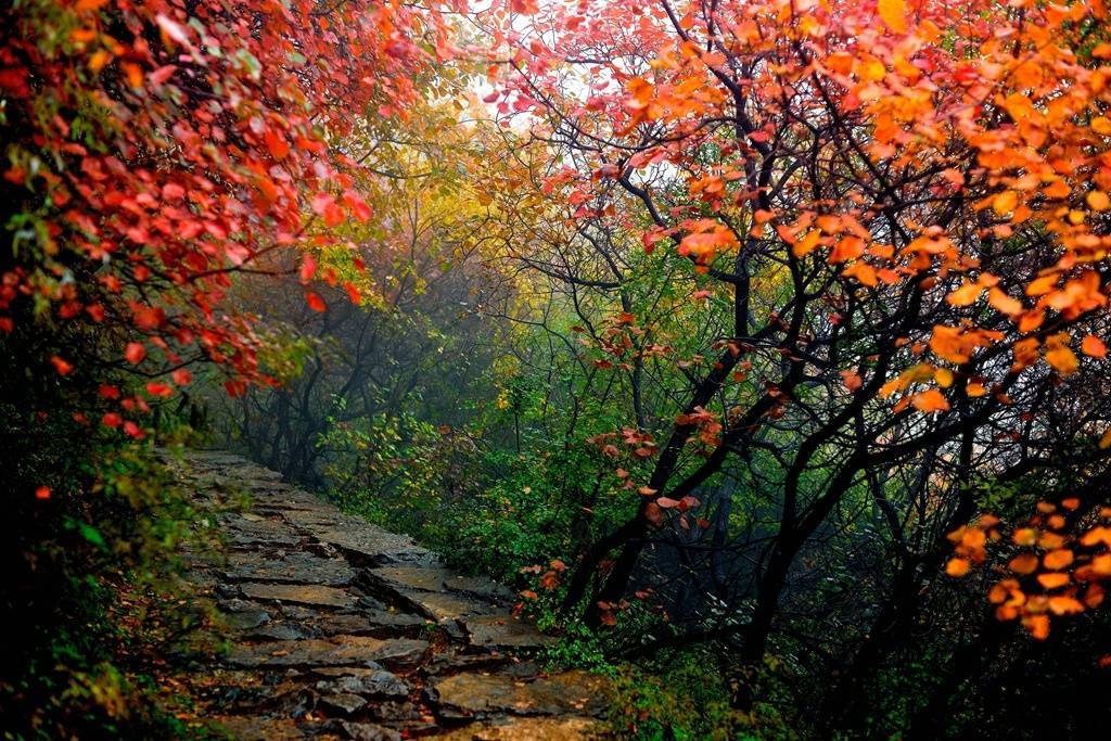 槲叶落山路，枳花明驿墙。|叶落|山路_新浪新闻
