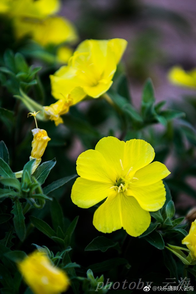 植物花卉海边小黄花摄于2018年5月