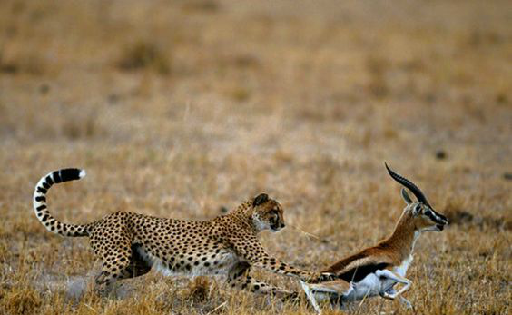 猎豹捕食的精彩瞬间_新浪看点
