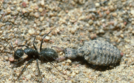 地方玩,那里有一些沙尘,仔细看沙尘会发现一些似漏斗状凹陷下去的小穴