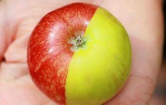 4种变异的水果,我猜你只认出来西瓜,全都认识的算你牛