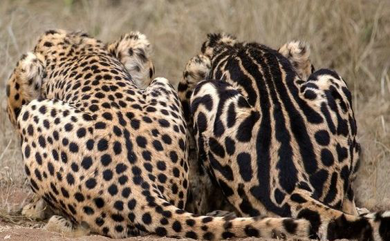 动物世界,王猎豹|动物世界|猎豹|美洲豹_新浪新闻