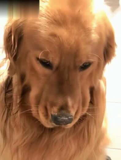 金毛狗狗不爱洗澡,一洗澡就耷拉着脸,网友:完美的鞋拔子脸